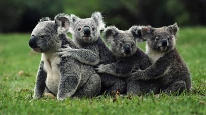 wallpaper-koala-photo-04